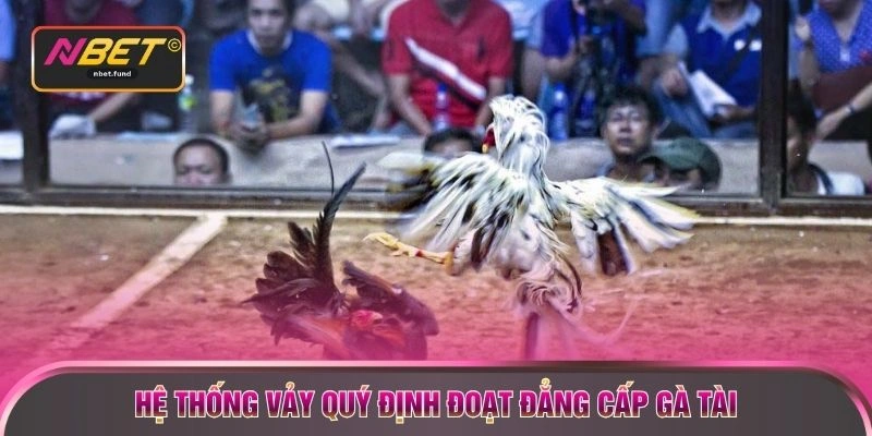 Hệ thống vảy quý định đoạt đẳng cấp gà tài 